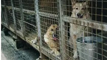 chinese women stray dogs cooked in kitchen 