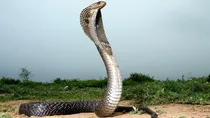 MP Snake Scam