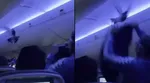 Birds On Board US Flight