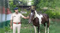 Bihar Police Arrests a Horse