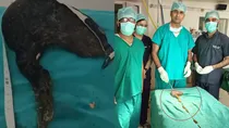 World's longest Trichobezoar removed from stomach of 14 year old in SMS Jaipur rajasthan