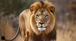 lion attack kills famous businessman bernd kebbel in namibia safari