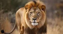 lion attack kills famous businessman bernd kebbel in namibia safari