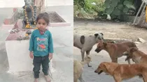 Stray Dogs Kill 3 Year Old Ayush in Mandsaur