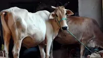 Cow slaughtered in public Tripura on bakrid two accused arrested