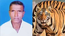 Tiger Attacks