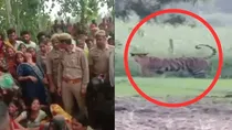 pilibhit tigers attack