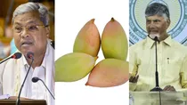 Mango War In South: Andhra Pradesh Bans Karnataka Totapari Mango, Siddaramaiah Asks Andhra To Revoke Ban