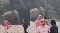 Wild Elephant Charges Picnic Crowd