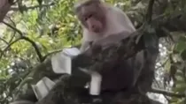 Tamil Nadu Kodaikanal: Monkey Sitting on Tree, Throwing 500-rupee notes on the ground