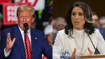 donald Trump tulsi gabbard