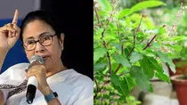 mamata banerjee on tulsi row in the west bengal