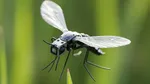 china unveils new mosquito microdrone for covert operations