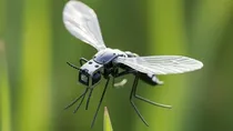china unveils new mosquito microdrone for covert operations