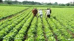speciality fertilisers china export india fruit vegetable