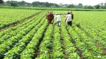 speciality fertilisers china export india fruit vegetable