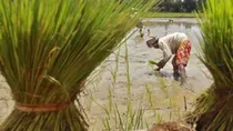 maharashtra farmer suicide devendra fadnavis