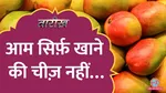 Latest Episode Of Lallantop Tarikh Interesting Stories of Mango And Its Origin Discussed  