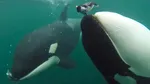 Wild killer whales filmed offering food to humans what scientists think it means