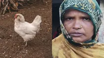 Chicken Sparks Violent Clash Between Two Families