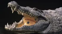 Guna Crocodile Attack