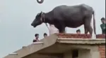 singrauli buffalo viral video