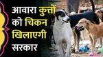 bengaluru unique initiative stray dogs to get daily chicken rice        