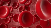 red blood cells function what happens if RBC count is low