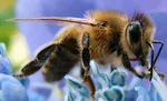 bees will be chinese army spy beijing institute makes worlds smallest insect brain controller 