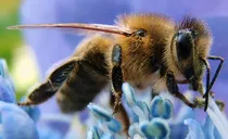 bees will be chinese army spy beijing institute makes worlds smallest insect brain controller 