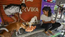 Supreme Court Hearing On Feeding Stray Dogs, Ask Noida Woman To Feed Them In Her House