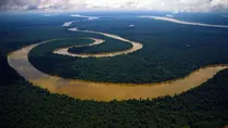 Amazon plastic eating fungus