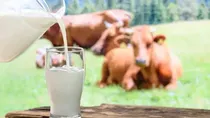 what is non veg milk