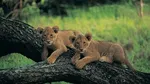 China Lion Cub Café Sparks Outrage