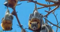 tamil nadu men caught selling bat meat as chicken in salem forest area