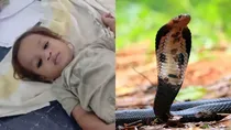 One-year-old bites cobra to death in Bihar village