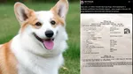 Bihar residence certificate Dog Babu, RJD Conspiracy