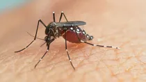 difference between dengue malaria and chikungunya 