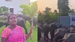 Farmers Release Buffaloes Inside Congress MLA Office