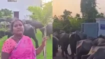 Farmers Release Buffaloes Inside Congress MLA Office