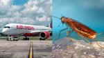 Cockroaches found in Air India san francisco mumbai flight airline apologized