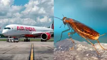 Cockroaches found in Air India san francisco mumbai flight airline apologized