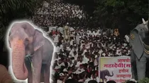 kolhapur madhuri elephant protest
