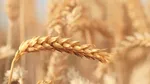 Stocks to Watch: BAYERCROP