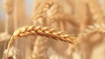 Stocks to Watch: BAYERCROP