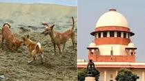 Supreme Court All Stray Dogs Will Be Shifted To Shelter Homes In Delhi NCR