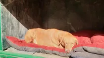 Delhi Dog Shelter Home