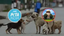 PETA vs Supreme court on dog shelters