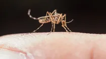 chikungunya virus outbreak in china know its symptoms causes prevention treatment