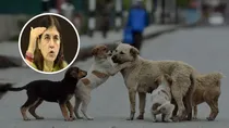 Maneka Gandhi on sc decision for stray dogs